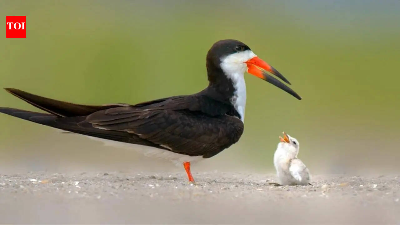 Hundreds of toxic mothballs dumped on Florida beach before nesting season: Shocking act puts entire bird habitat in danger