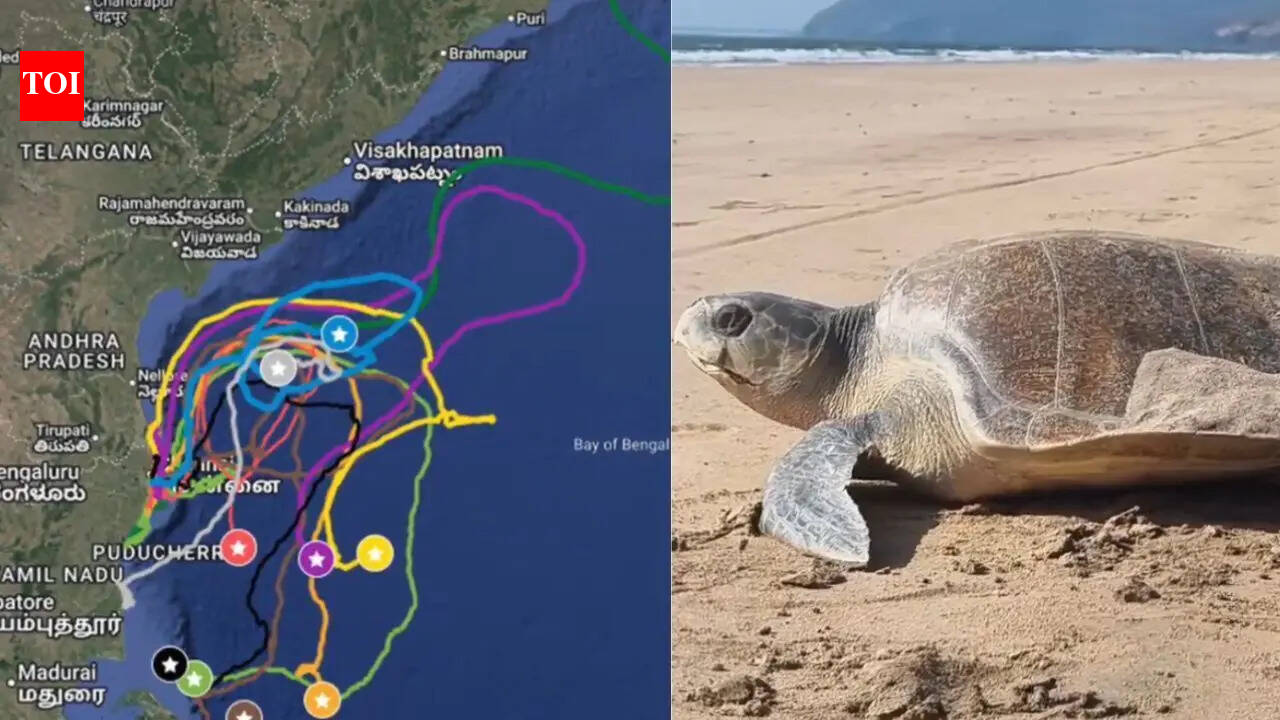 Why are Chennai’s turtles heading to Sri Lanka Dome? New tracking data reveals the answer | - The Times of India