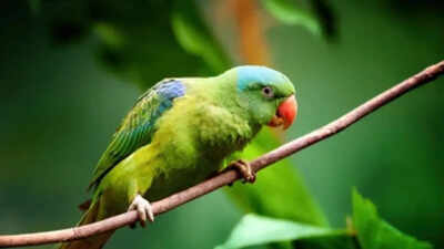 Why parrots can copy human voices but may not always understand the meaning