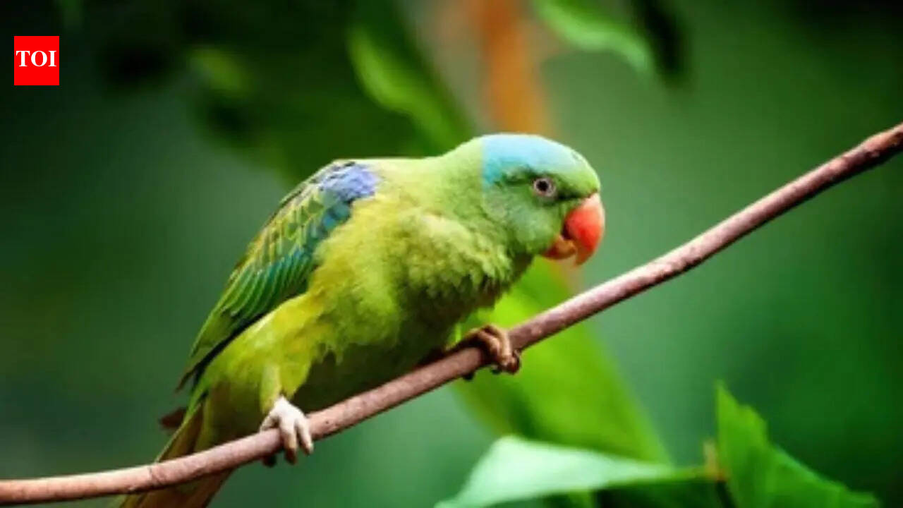 Why parrots can copy human voices but may not always understand the meaning | - The Times of India