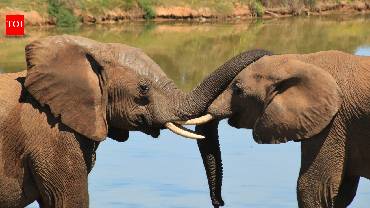 Elephants may have “names” for each other, just like humans | - The Times of India