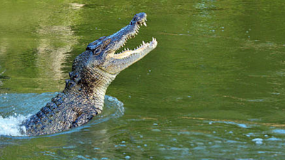 Crocodile climbs into hotel kitchen near Victoria Falls, safely returned to wild