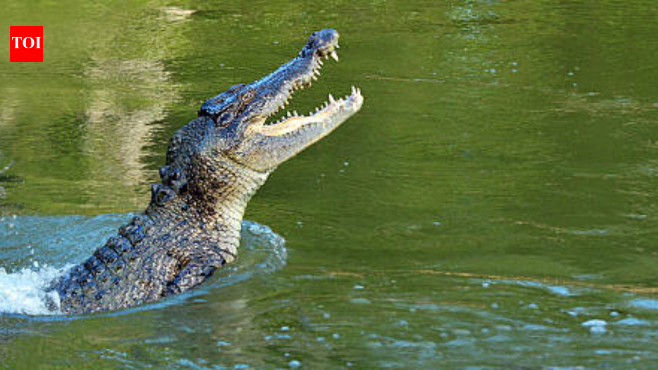 Crocodile climbs into hotel kitchen near Victoria Falls, safely returned to wild