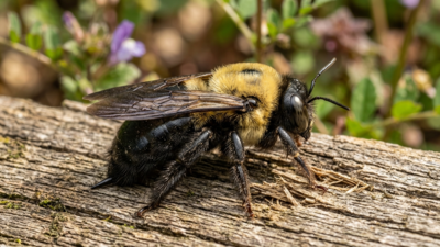 Why carpenter bees are targeting your deck and how to stop them