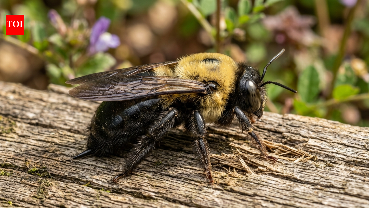 Why carpenter bees are targeting your deck and how to stop them