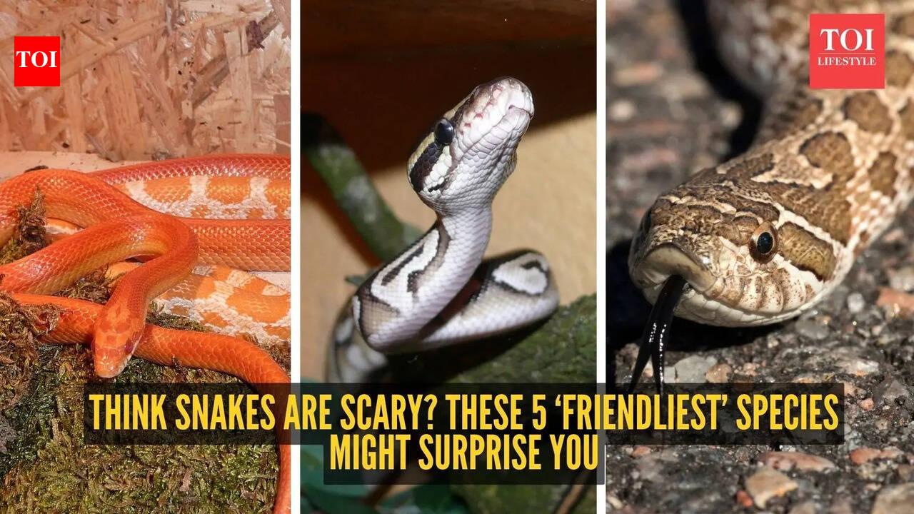 Think snakes are scary? These 5 ‘friendliest’ species might surprise you