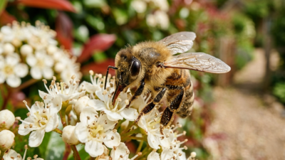 Bees at your door? Here's what every homeowner actually needs to know