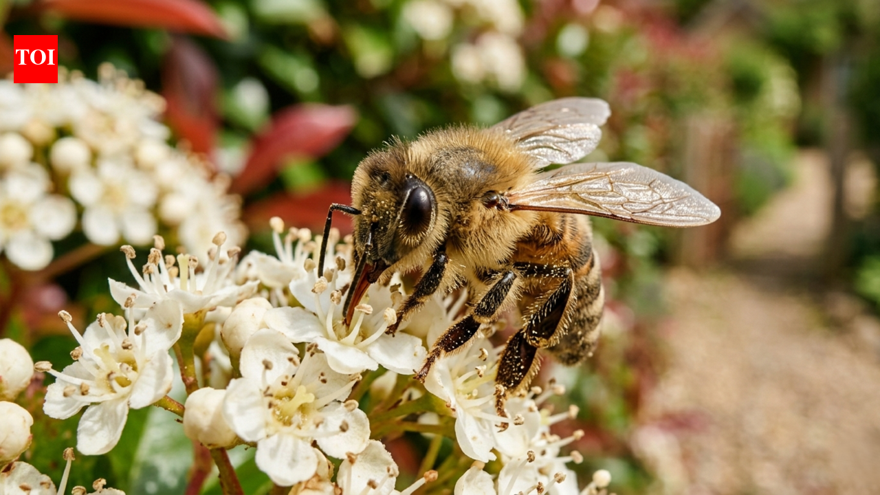 Bees at your door? Here's what every homeowner actually needs to know