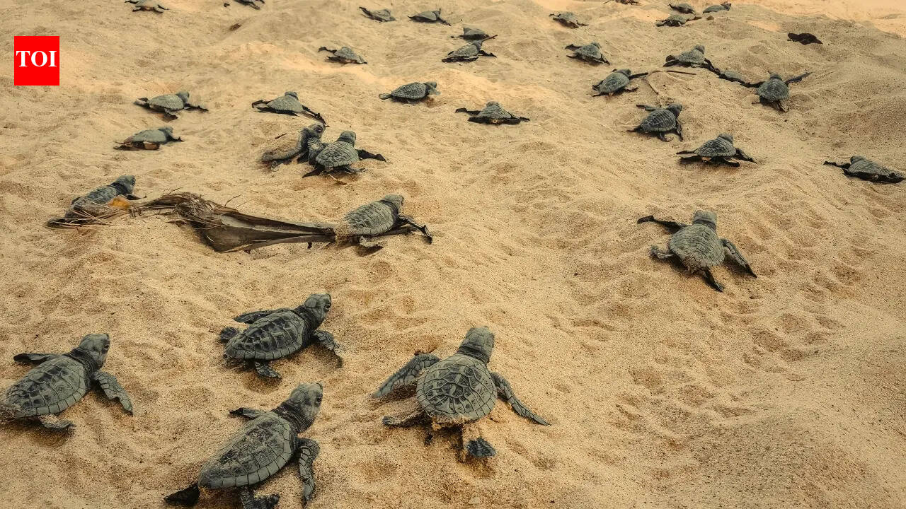 5 Indian beaches where visitors may witness turtle hatchings in April-May