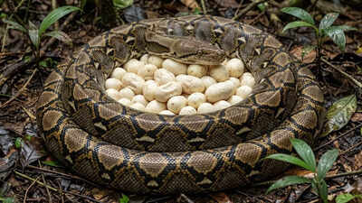 This giant python lays up to 80 eggs and then warms them like a living incubator