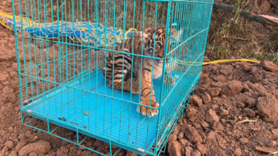 Tiger cub rescued near in Ooty; search on for another