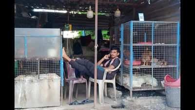 Bird flu outbreak confirmed in Bhagalpur poultry farm, containment steps begin