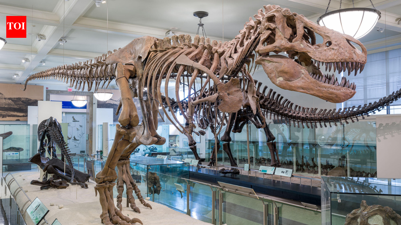 Jurassic Park got T. rex wrong: Scientists say it moved more like a bird than a beast