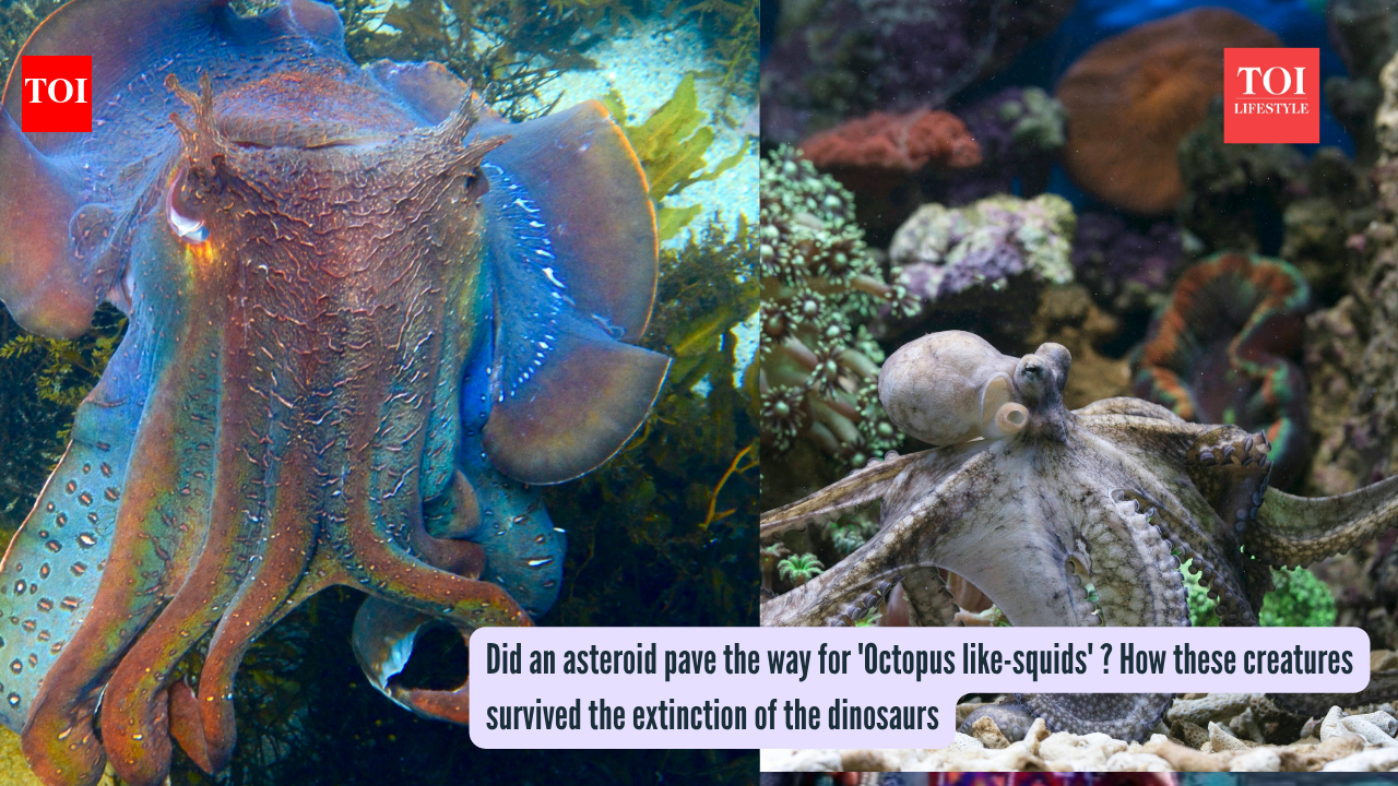 Did an asteroid pave the way for 'Octopus like-squids' ? How these creatures survived the extinction of the dinosaurs