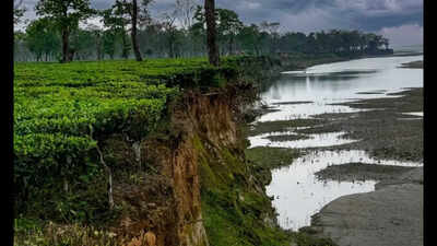 Erosion gulps 35 hectares of Tinsukia tea estate; 1,474 families at risk