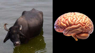 ‘Akal badi ya bais’: The original proverb you’ve been misquoting for years was never about a buffalo