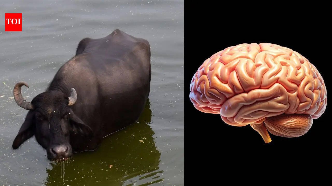 ‘Akal badi ya bais’: The original proverb you’ve been misquoting for years was never about a buffalo