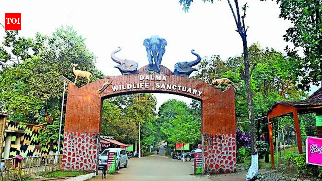 Sendra fest observed without hunting: DFO