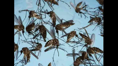 Identify mosquito breeding hubs, Madras HC tells Chennai corpn, TN health dept