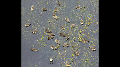 From Gujarat to Carolina wetlands, a new eye in the sky