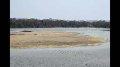 Cidco pegs value of ‘flamingo lake’ at 3,600cr, greens upset