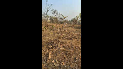 NIBM–Undri’s green patches parched amid heat, scarcity