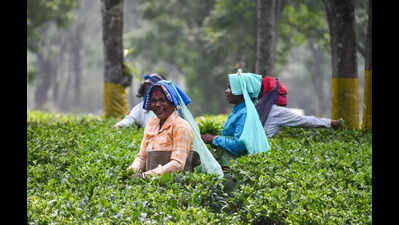 Mcleod Russell to sell 3 tea estates to repay part of debt