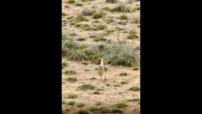 Gujarat’s Bustard chick goes missing amid fears of predator sneak-in