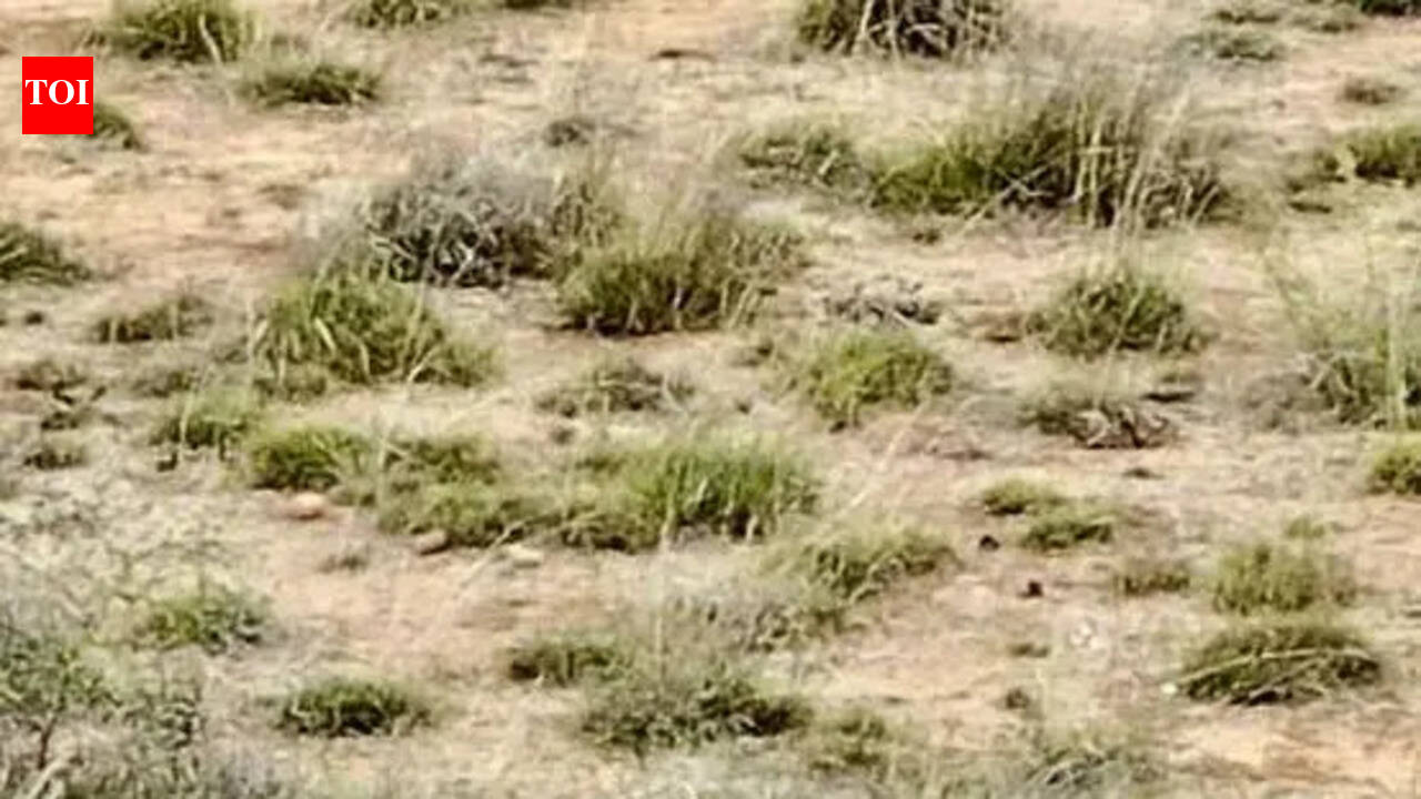 Gujarat’s Bustard chick goes missing amid fears of predator sneak-in
