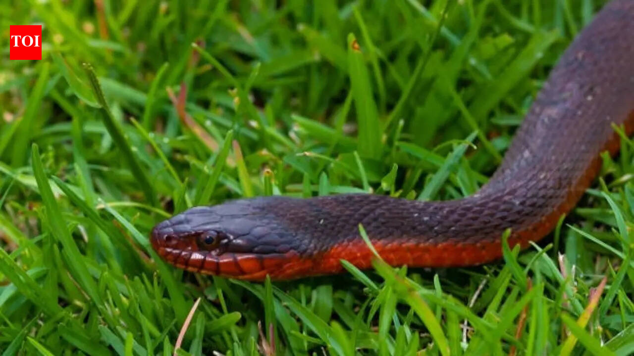 How to identify a red-bellied black snake in your backyard