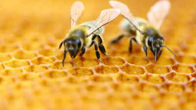 Bees can count up to..? New study reveals the biog math skills for the tiny creatures