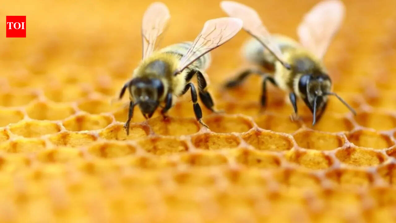 Bees can count up to...? New study reveals the big math skills of the tiny creatures