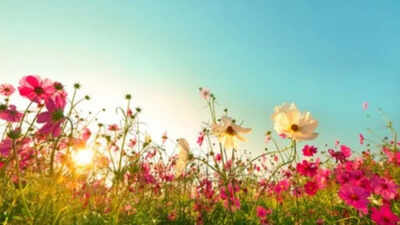 Seasonal flowers that instantly brighten your garden