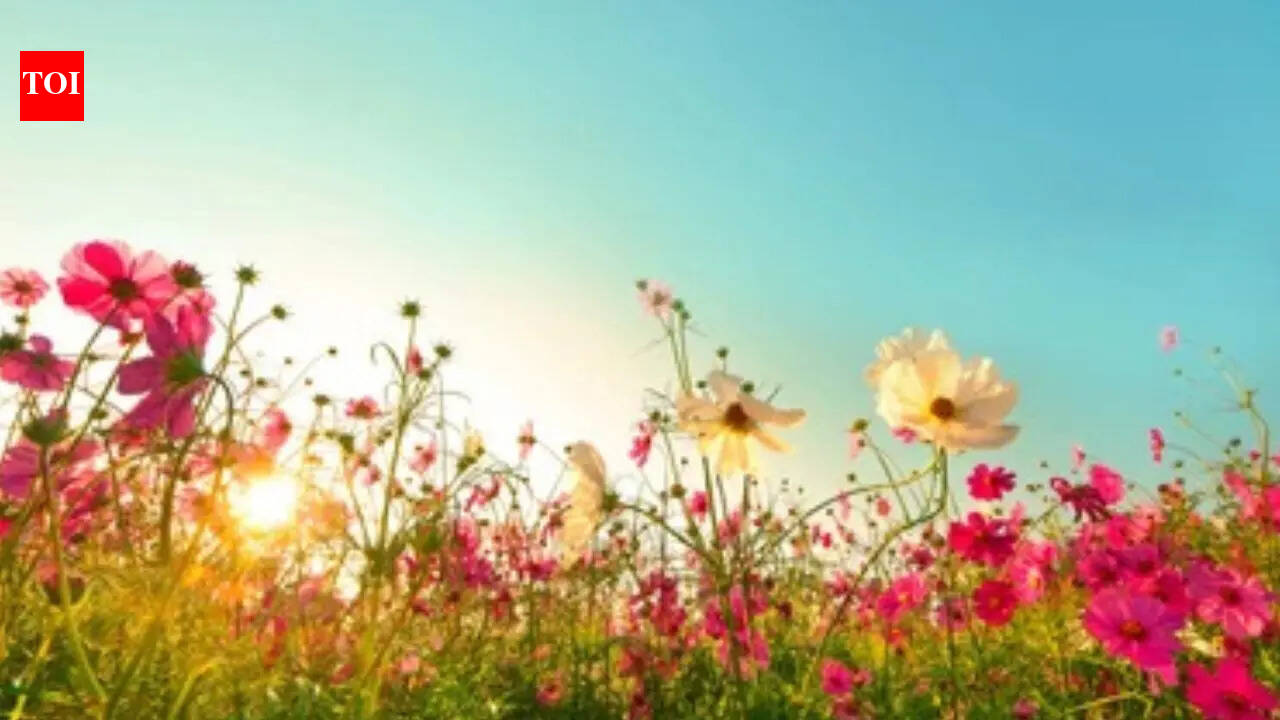 Seasonal flowers that instantly brighten your garden