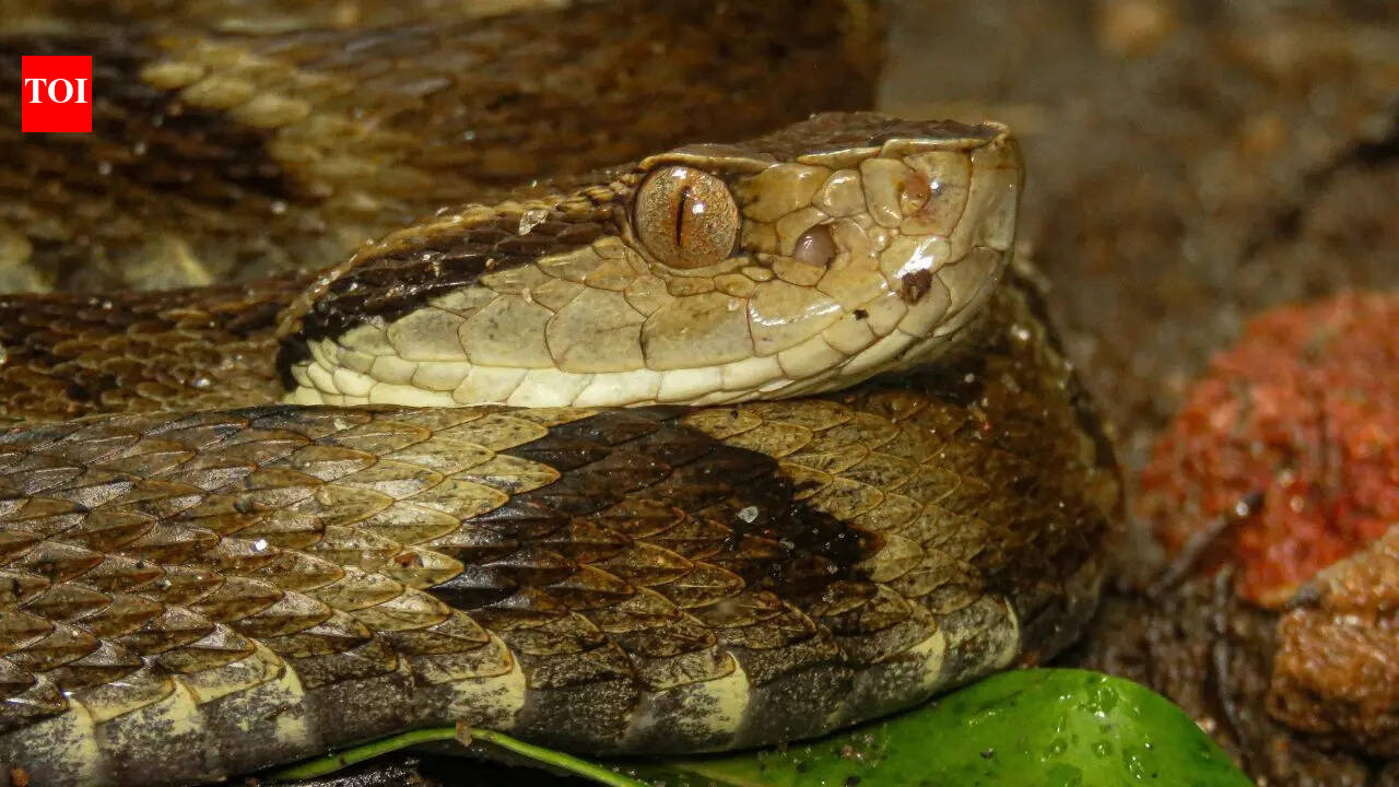 Five venomous snakes found in Kerala under child’s pillow, sparking panic in Kuttiyadi