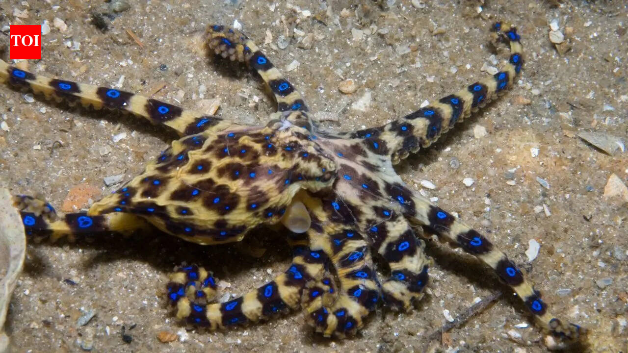 Blue-ringed octopus: This tiny creature has venom powerful enough to kill 26 humans within minutes