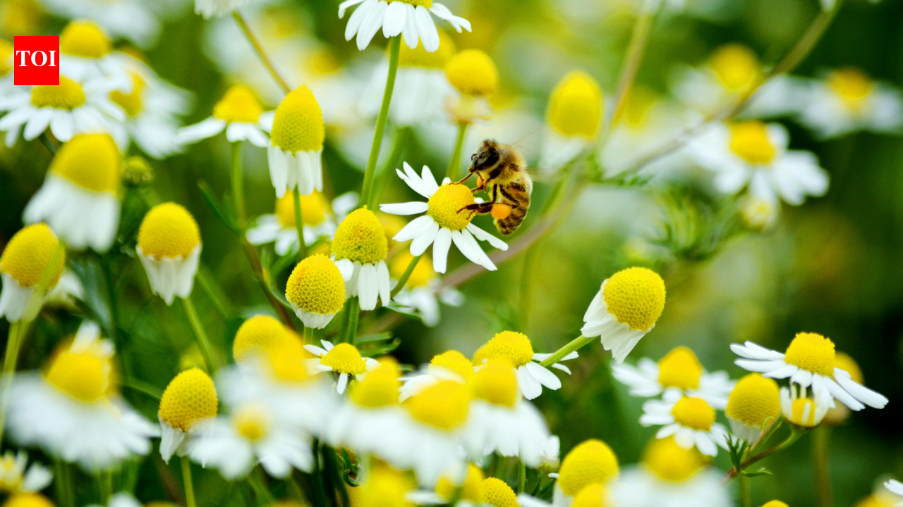 How nature’s most polite bees say “excuse me”: A stop signal exists in them
