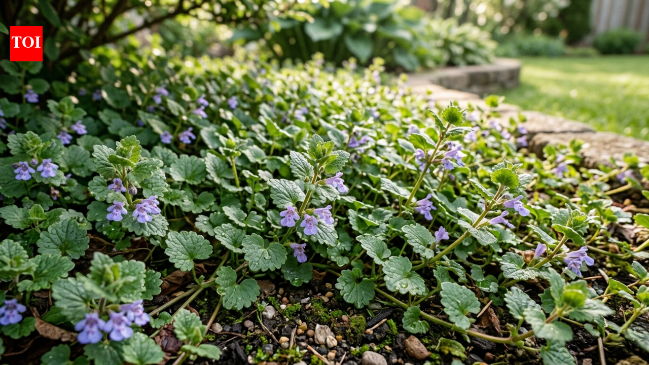 रेंगने वाले चार्ली को मारने का विज्ञान: वास्तव में क्या काम करता है |