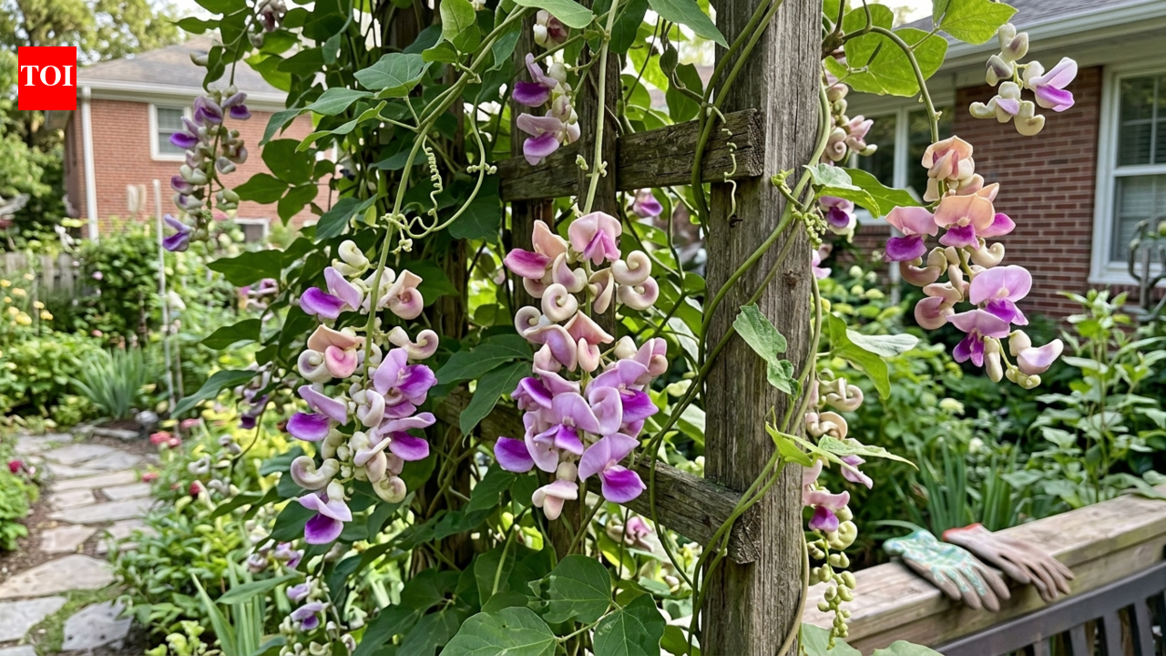Stop using red feeders: This overlooked vine keeps hummingbirds in your yard all summer
