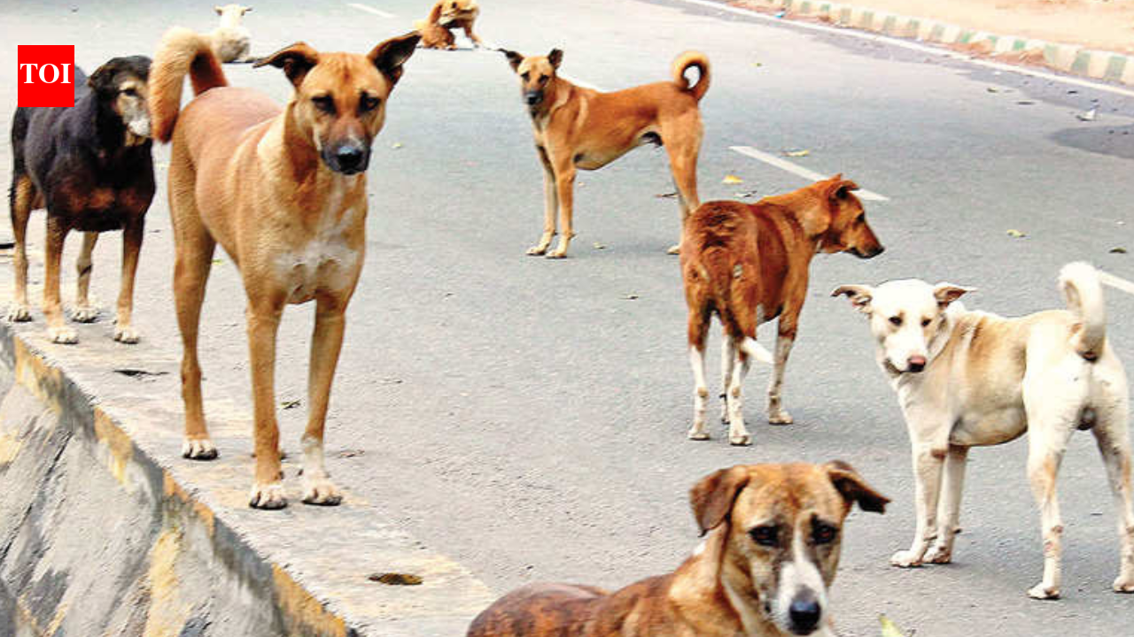 8-year-old boy mauled to death by stray dogs in UP