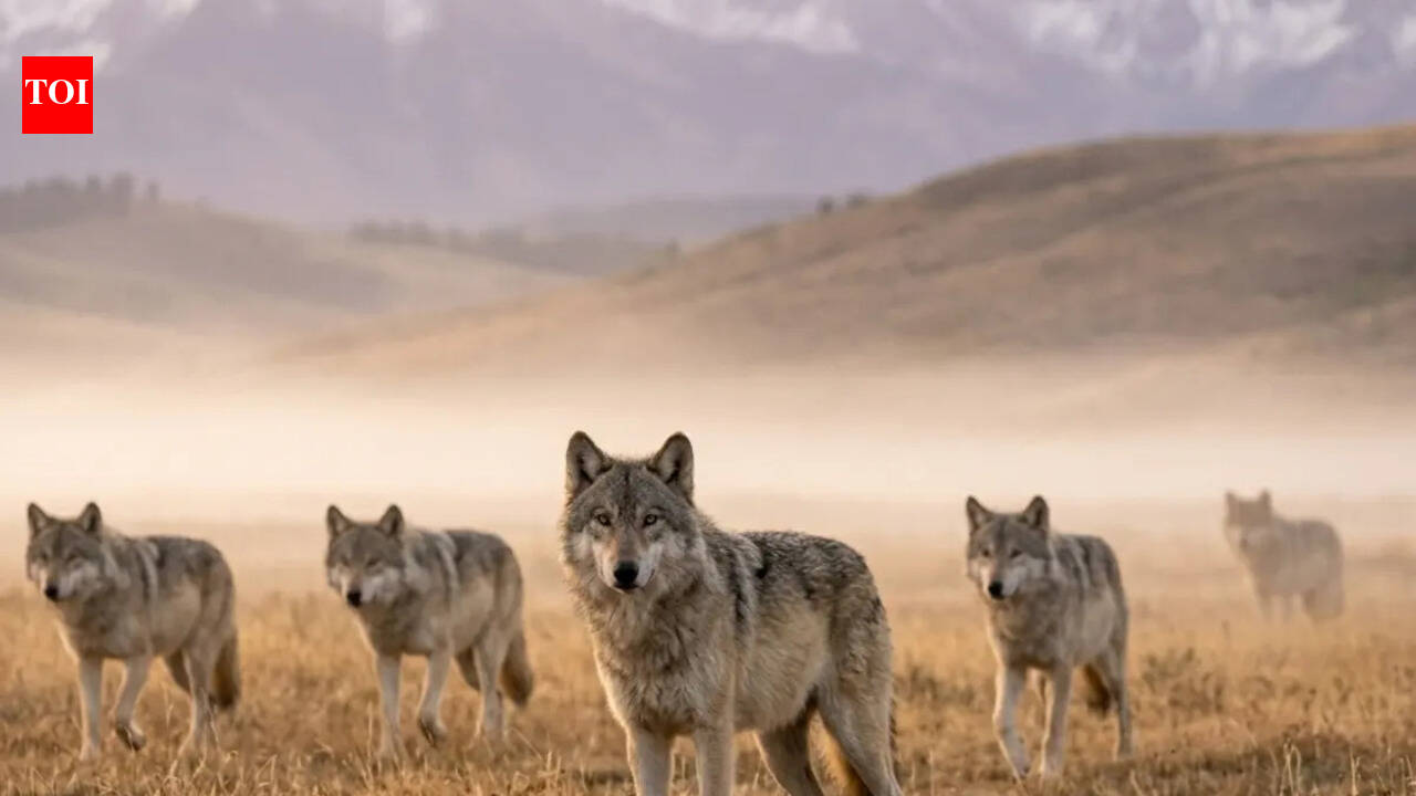 Spotting these 8 powerful animals in Yellowstone National Park makes every visit unforgettable