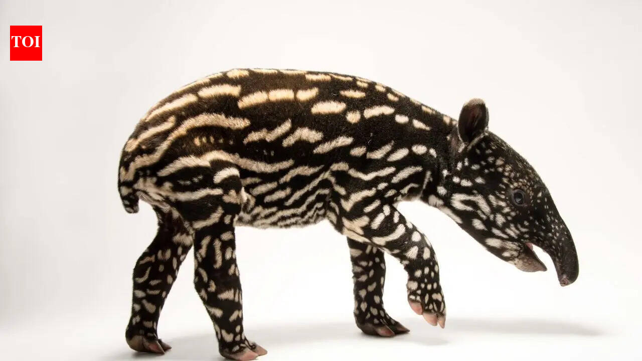 Why baby tapirs are called “walking watermelons”: What their strange appearance really means