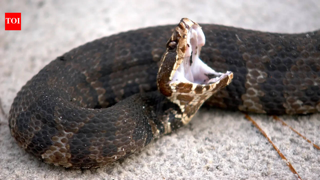 “In India, they’d rush to help”: Florida woman on the fate of a trapped venomous snake