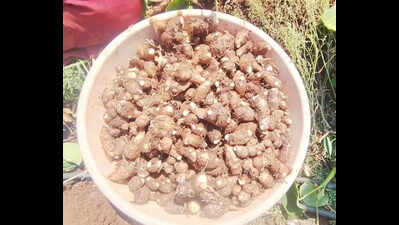 GI nod a step closer for Telangana’s ‘Sajjapur Chamadumpa’