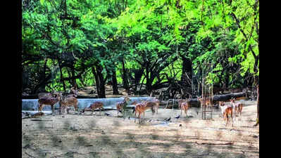DDA leans on zoo authority for Hauz Khas deer