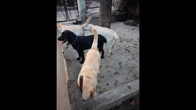 4 sniffer dogs on duty after Gwalior stint