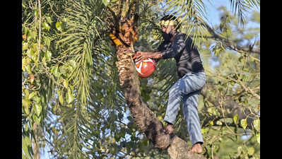 From toddy to neera: A decade after prohibition, Bihar’s fragile transition