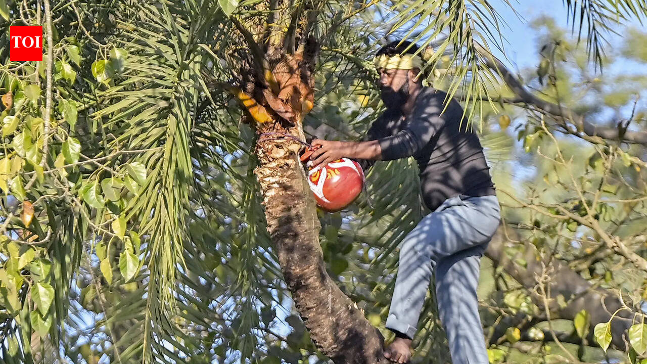 From toddy to neera: A decade after prohibition, Bihar’s fragile transition