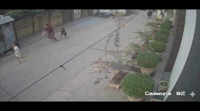 Ox tramples mother, her 2 daughters, chases them in Faridabad, CCTV captures attack