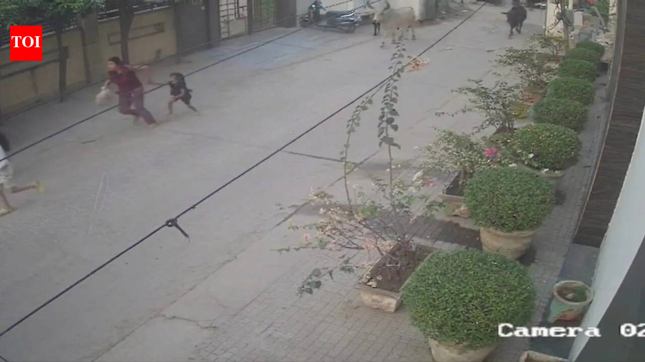 Ox tramples mother, her 2 daughters, chases them in Faridabad, CCTV captures attack